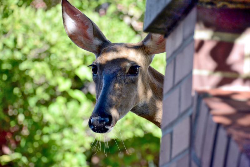 In 2018, the occasional deer on the Ohio Universirt campus was wary. (Credit: Dennis E. Powell)