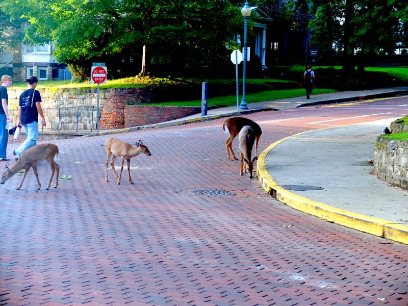 Deer at Ohio University nowadays are oblivious to people and are like a herd of goats. (Credit: Dennis E. Powell)